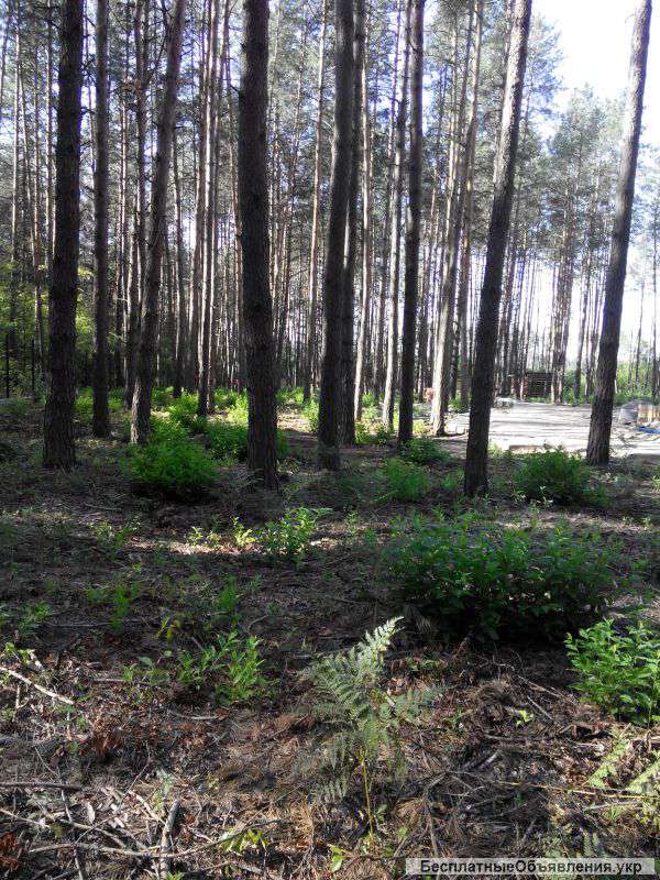 Обрезка сосен, кронирование сосен