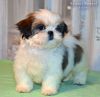 Ши-тцу щенков продаёт питомник "Рагсоль"