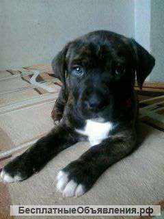 Щенка стаффорда