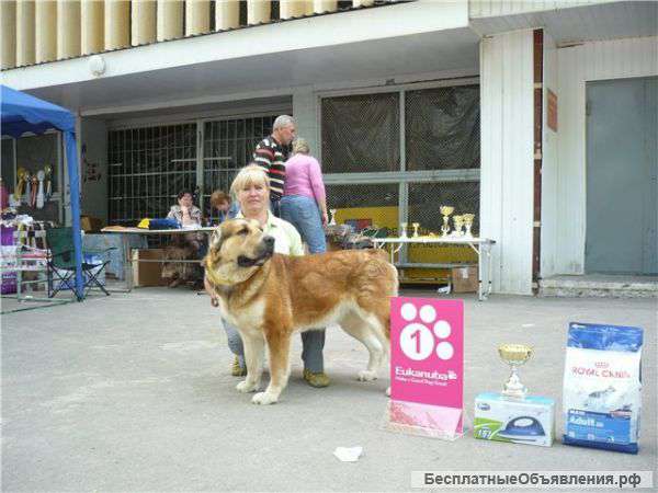 Щенки алабая