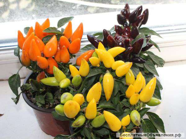 Комнатные острые перцы. Семена