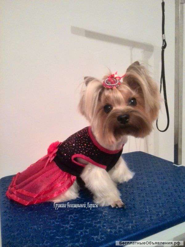 Стрижка собак и кошек Ступино, Кашира