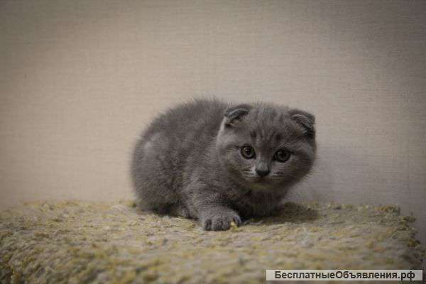 Британские котята (кошечки)