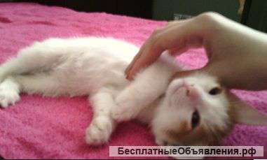 Отдам в добрые руки котенка