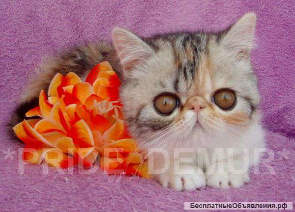 Экзотическая кошечка редкого окраса.Брид-Шоу.