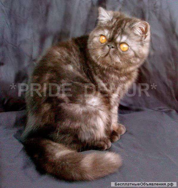 Котик экзотик-маленький аристократ