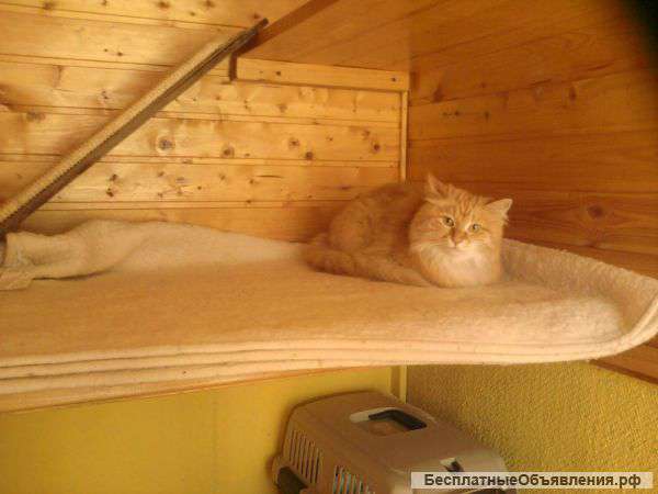 Зоогостиница для кошек «Кошкин Дом»