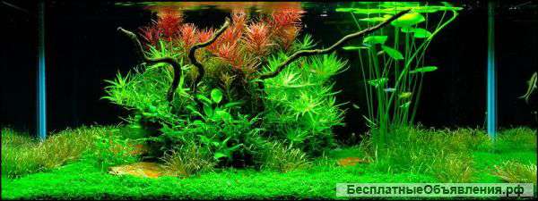 Оформление и обслуживание аквариумов