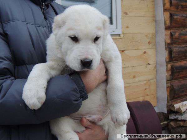 Щенки Алабая