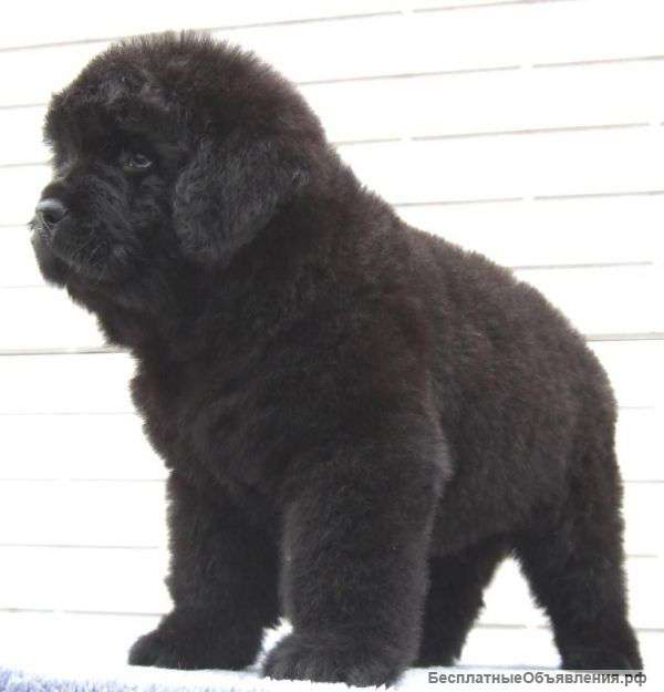 Щенков ньюфаундленда