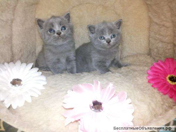 Шотланочки с документами