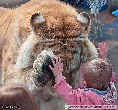 Требуется продавец