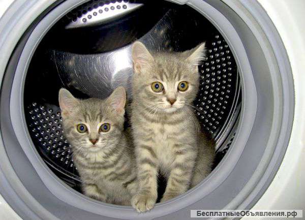 Ремонт стиральных машин на дому 8-953-742-77-82