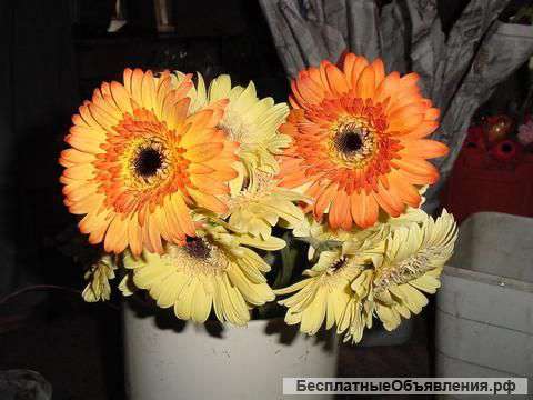 Импортные цветы и декоративные растения