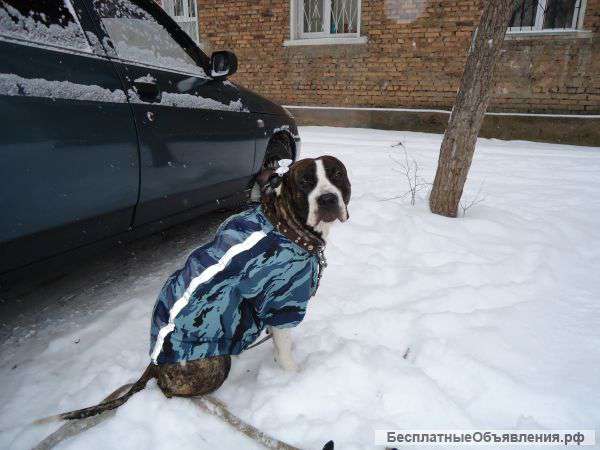 Щенков стаффорширского терьера