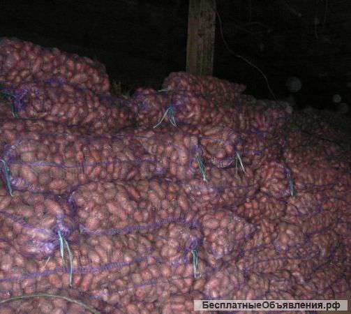 Картофель оптом, от производителя