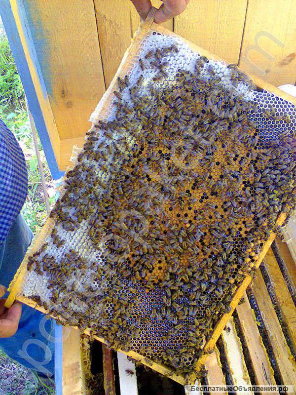 Пчелопакеты оптом и в розницу