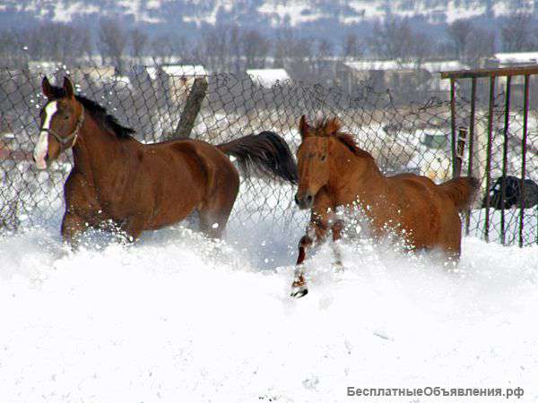 Перевозка лошадей