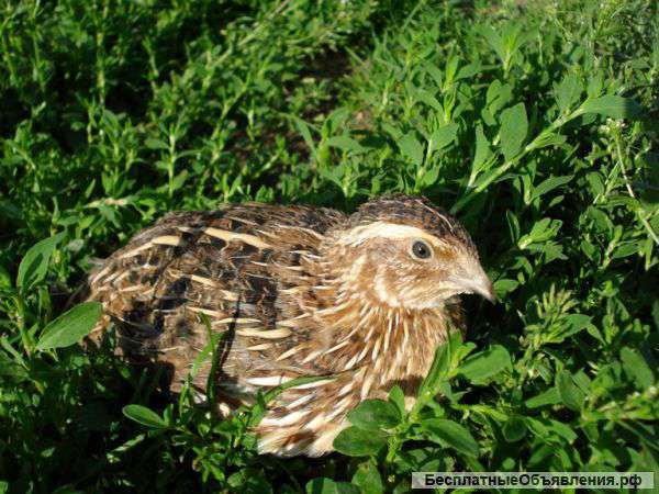 Перепела "Японские"