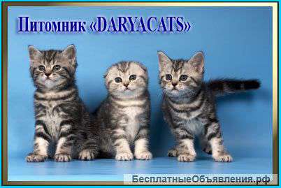 Роскошные серебристые мраморные шотландские котята из питомника Daryacats