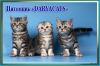 Роскошные серебристые мраморные шотландские котята из питомника Daryacats