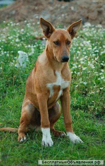 Молодой метис стаффа Рэй