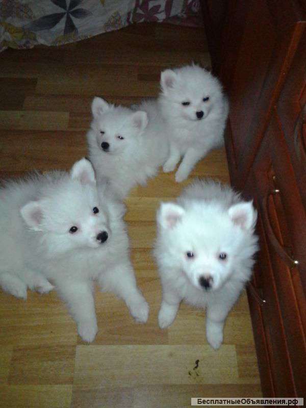 Фото Окраса Шпица Немецкого