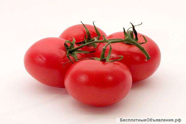 Томат