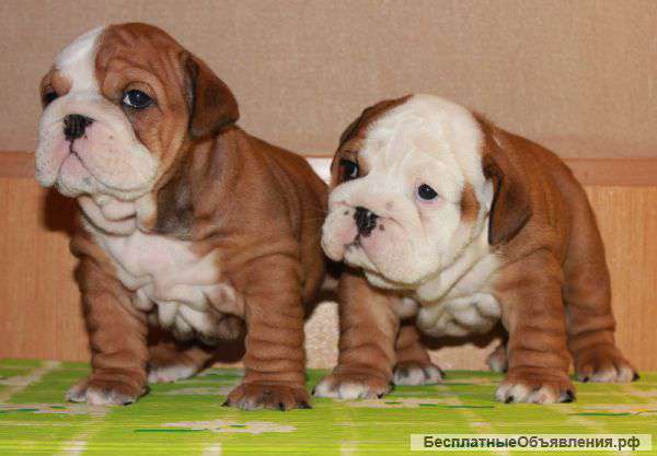 Английский бульдог щенки шоу потенциала