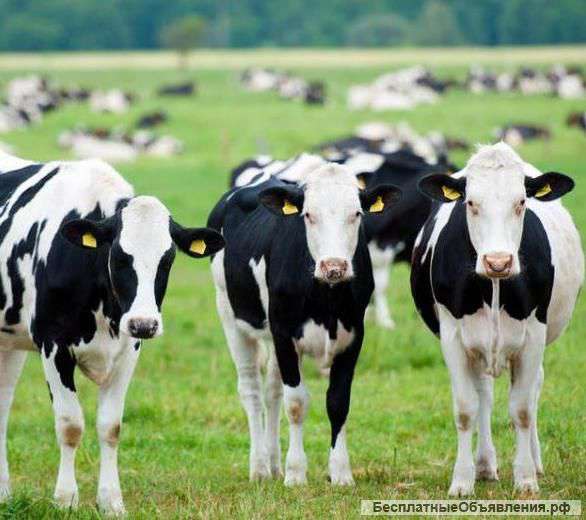 Животноводческий комплекс