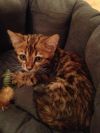 Бенгальского котёнка