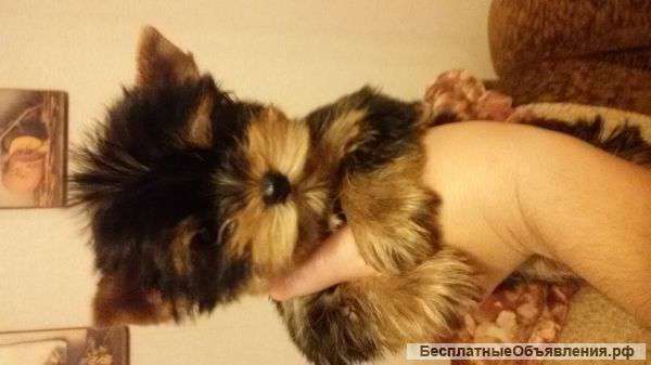 Щенок йорка