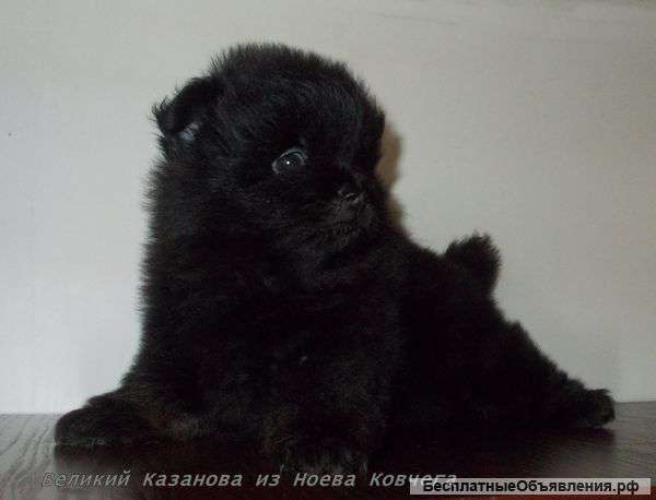 Щенок щпица