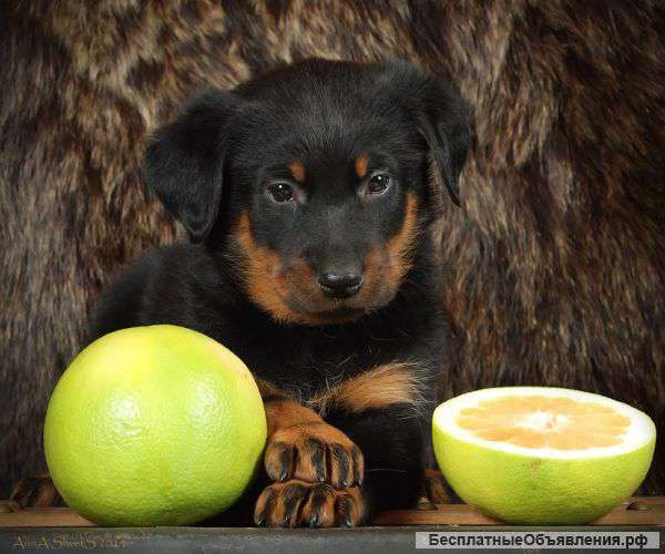 Щенки босерона (французской овчарки)