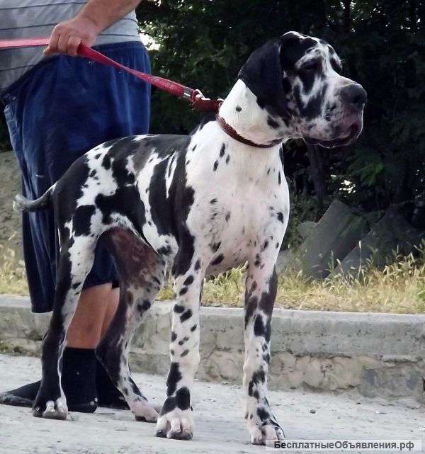 Щенки немецкого дога