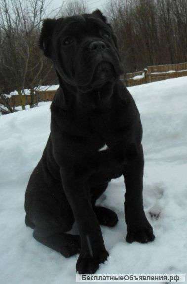 Кане-корсо щенки из профессионального питомника