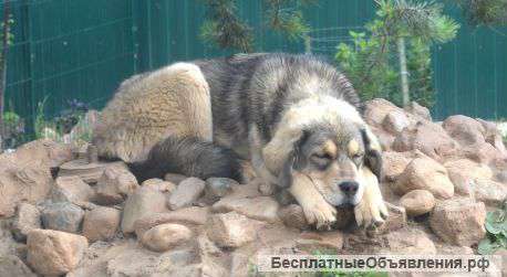 Щенков Тибетского мастифа