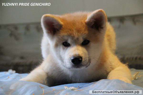 Щенки акита-ину