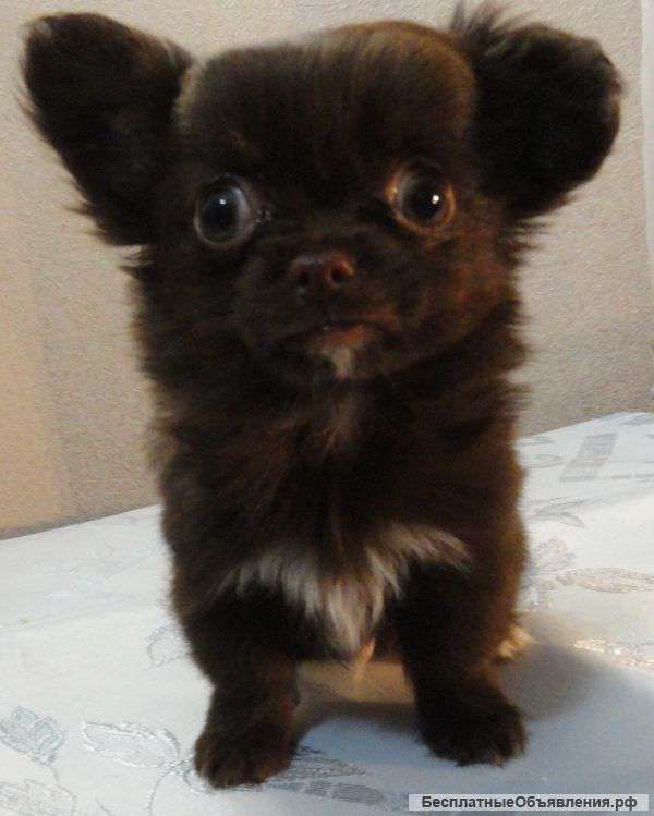 Щенки чихуахуа