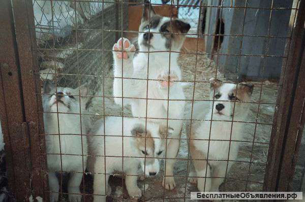 Щенков зп лайки