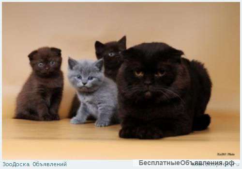 Клубные котята питомника''sweettoy''