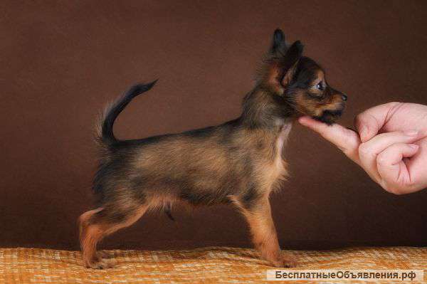 Русский той д-ш щенки