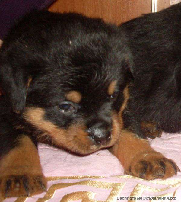 Щенки ротвейлера