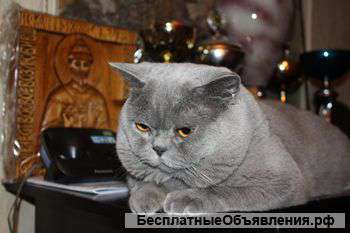 Британские котята от Чемпионов Мира