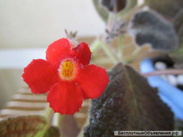 Комнатные растения. Предвесенняя .