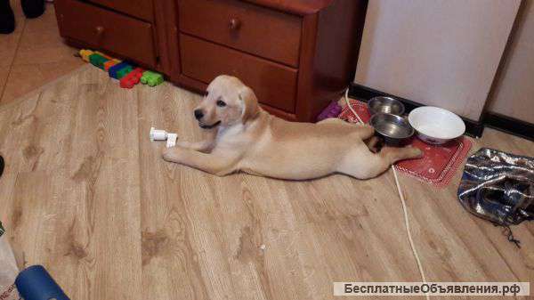 Щенка лабрадора