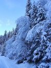 Земельный участок 9,2 в с.Артыбаш, район Телецкого озера