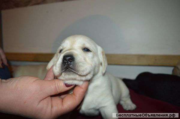 Щенки лабрадора