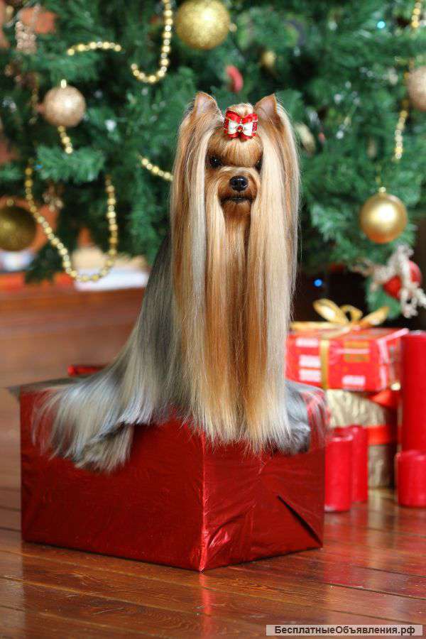 Йоркширские терьерчики из питомника