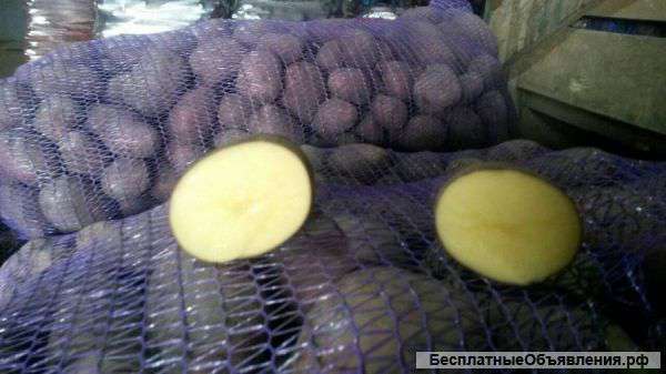 Картофель оптом из Беларуси